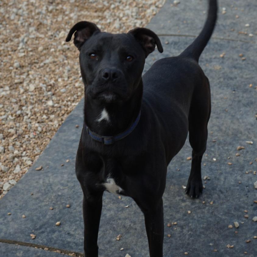 Enlarge Rambo Beans, a Adoptable mixed breed in Duck River, TN image 6/6