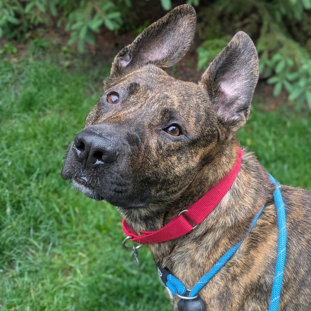 Enlarge Spencer, a Adoptable mixed breed in Oak Park, IL image 4/6