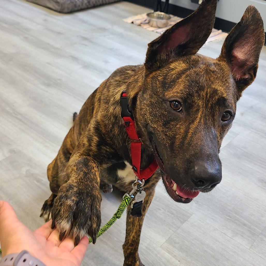 Enlarge Spencer, a Adoptable mixed breed in Oak Park, IL image 6/6