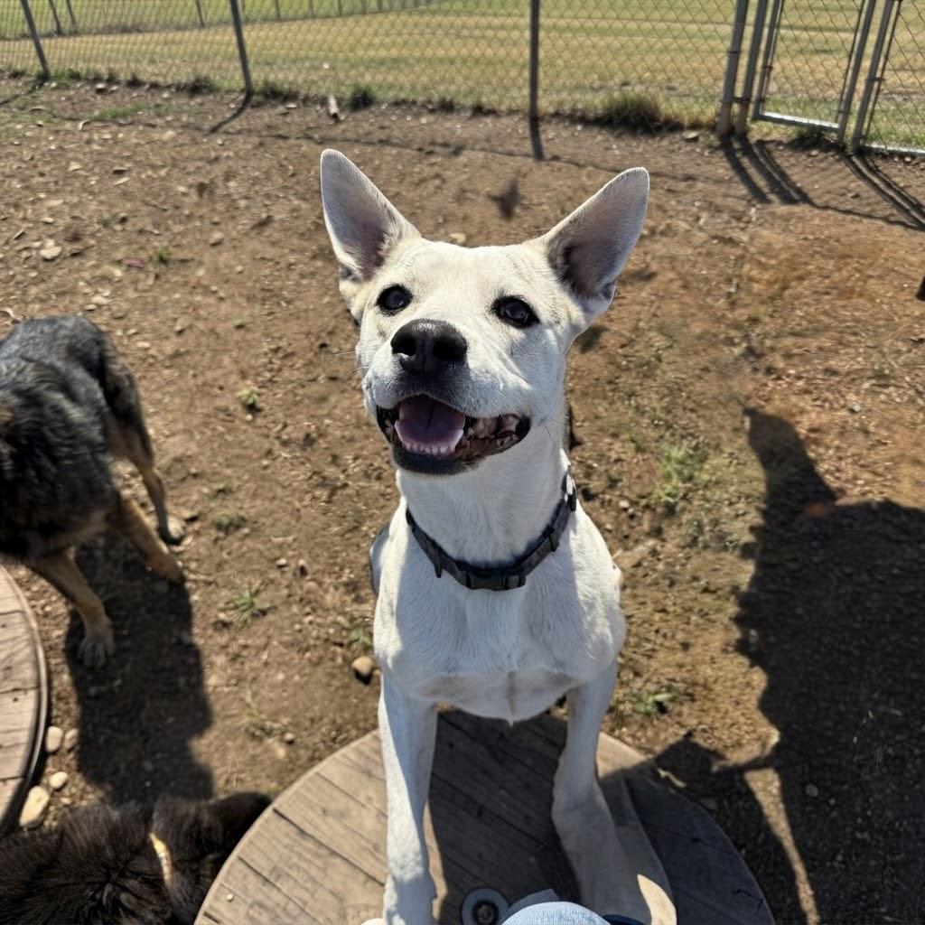 Miller, Adoptable, Adult Male Australian Cattle Dog / Blue Heeler.