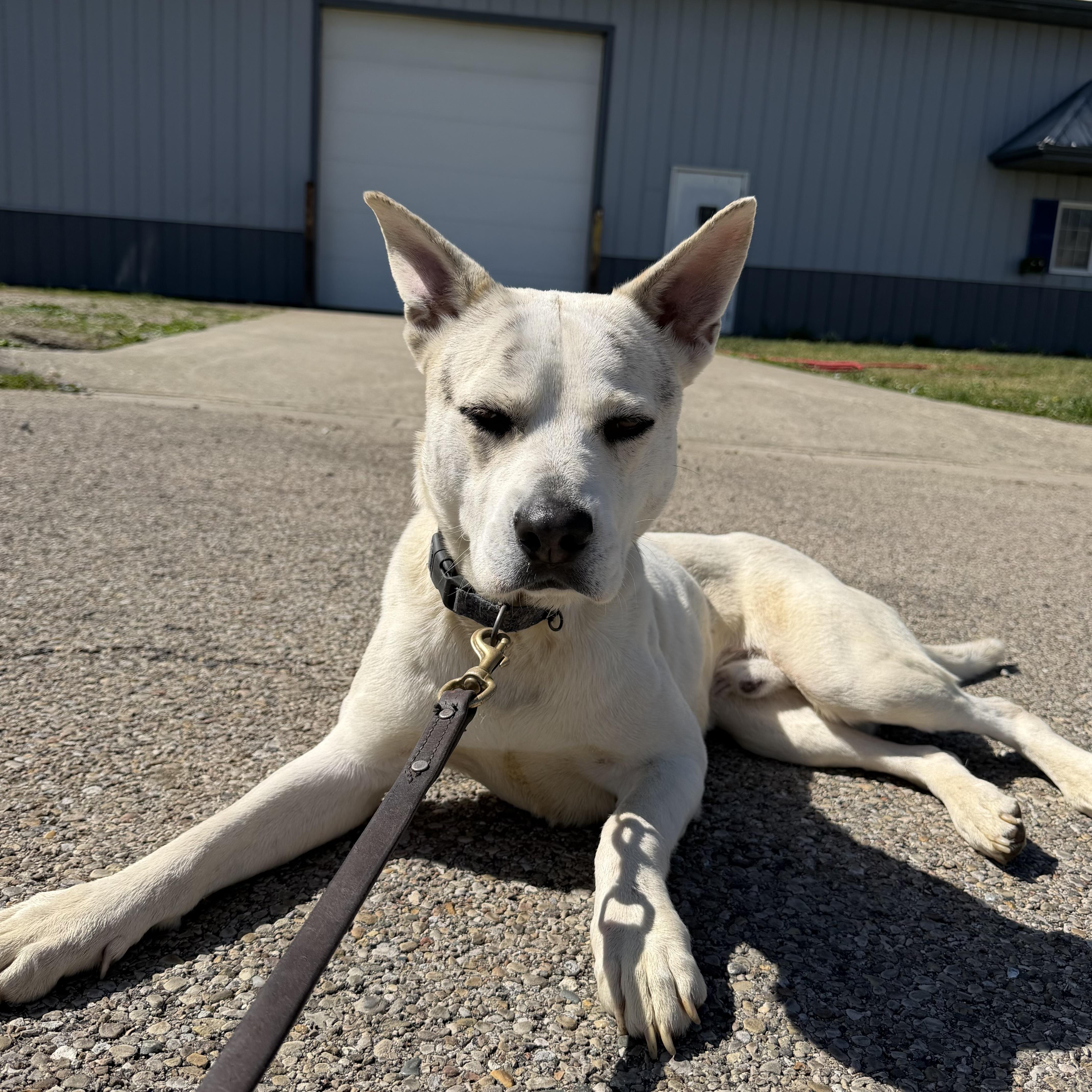 Enlarge Miller, a Adoptable mixed breed in SPRINGFIELD, OH image 2/2