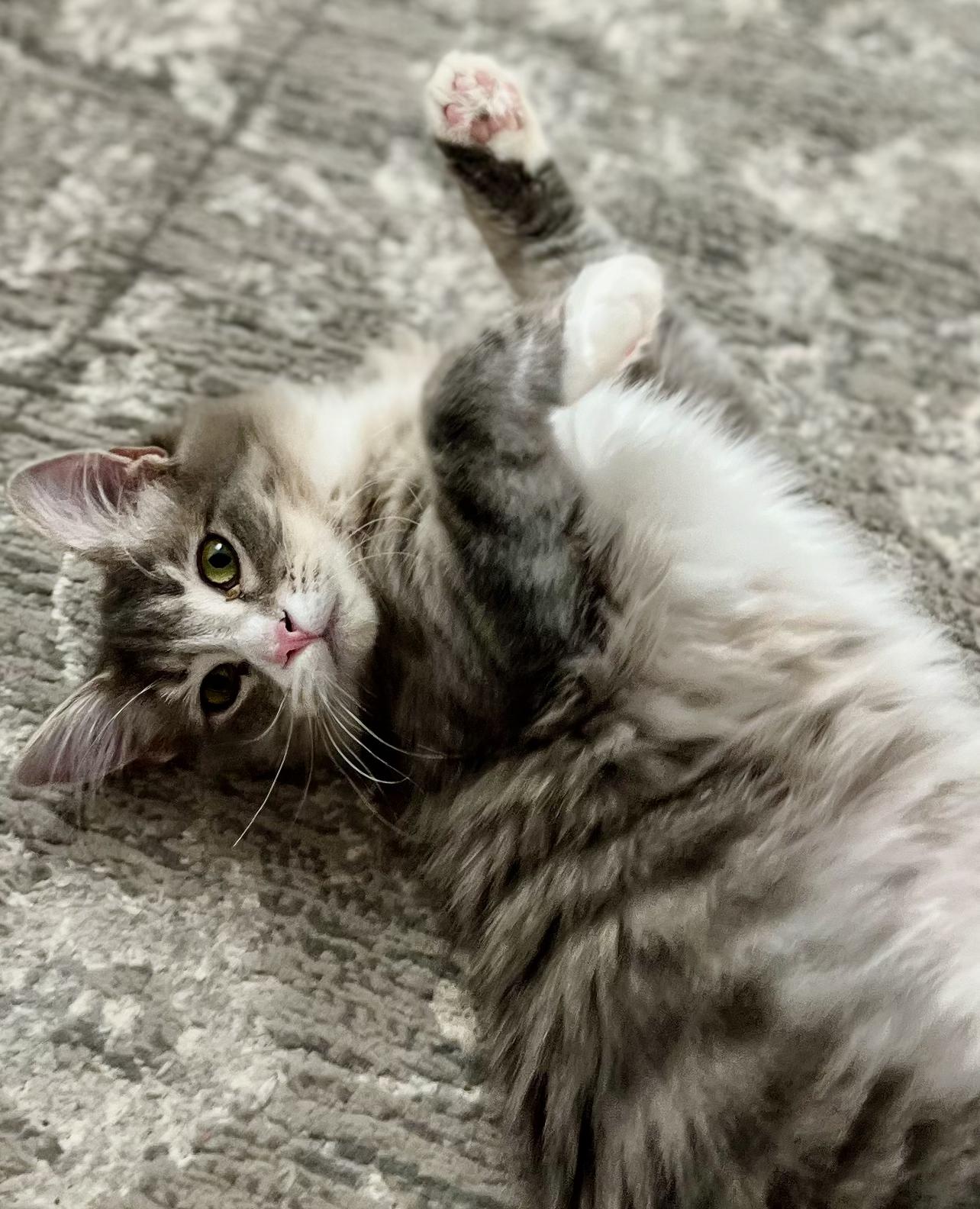 Raspberry Lemonade, Adoptable, Young Female Domestic Long Hair.