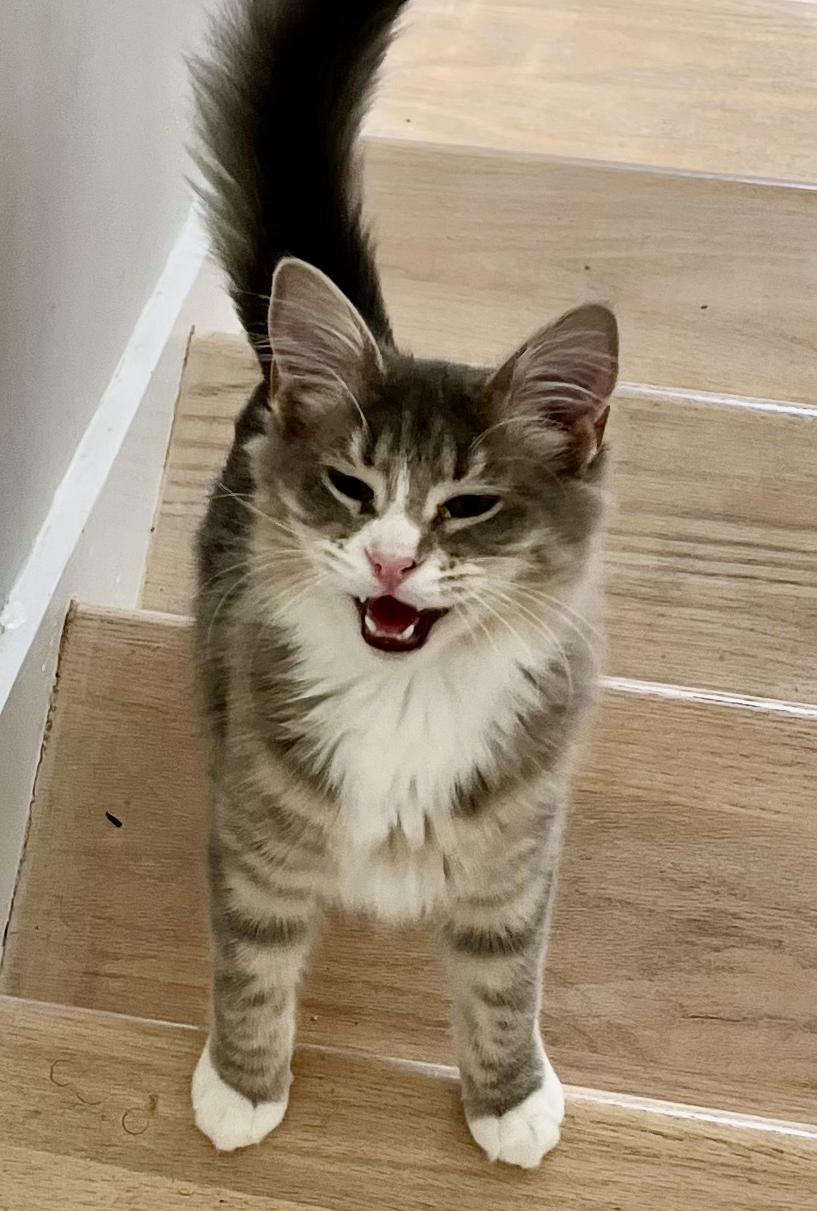 Enlarge Raspberry Lemonade, a Adoptable mixed breed in Lawrenceville, GA image 2/5