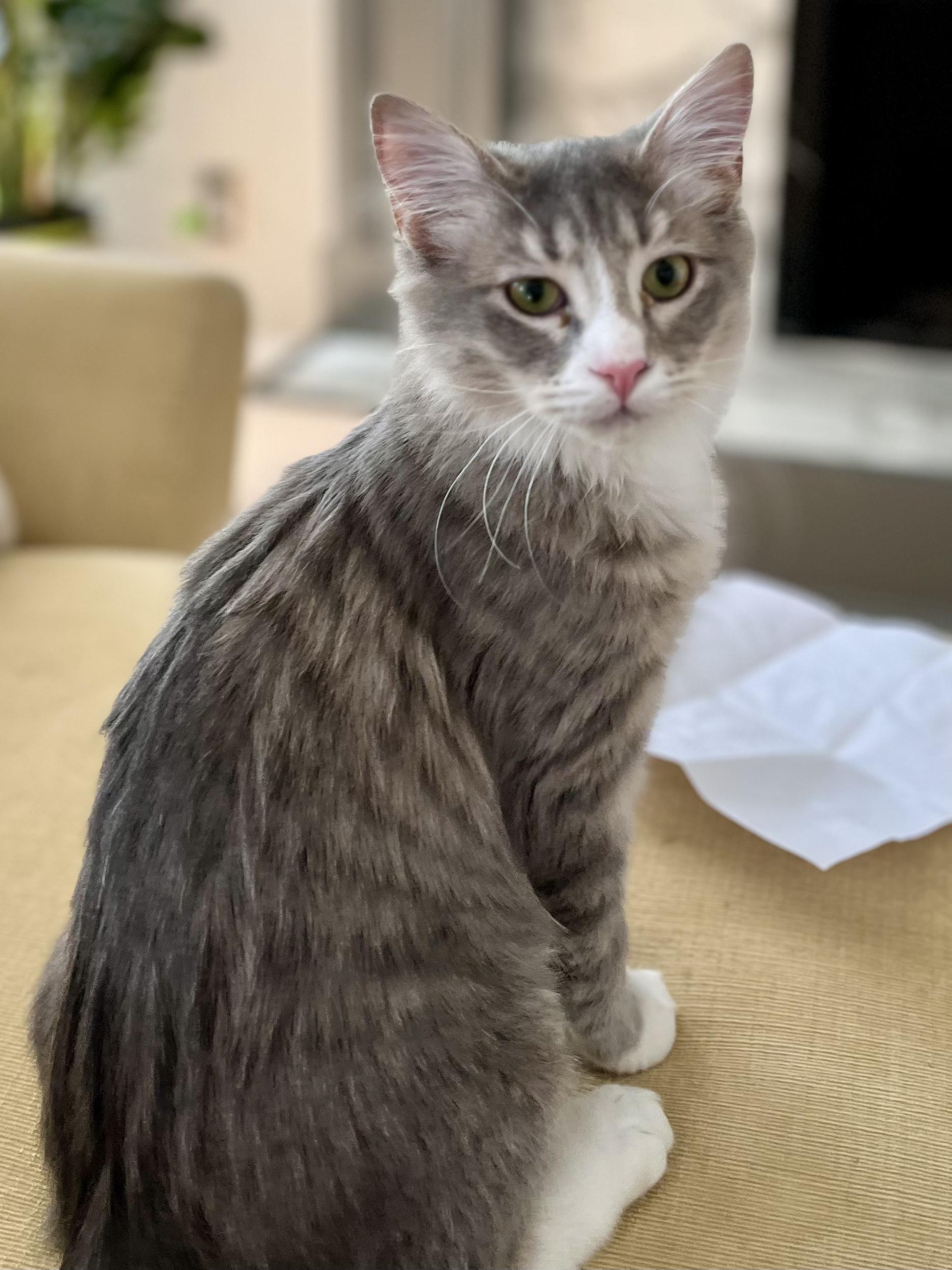 Enlarge Raspberry Lemonade, a Adoptable mixed breed in Lawrenceville, GA image 3/5