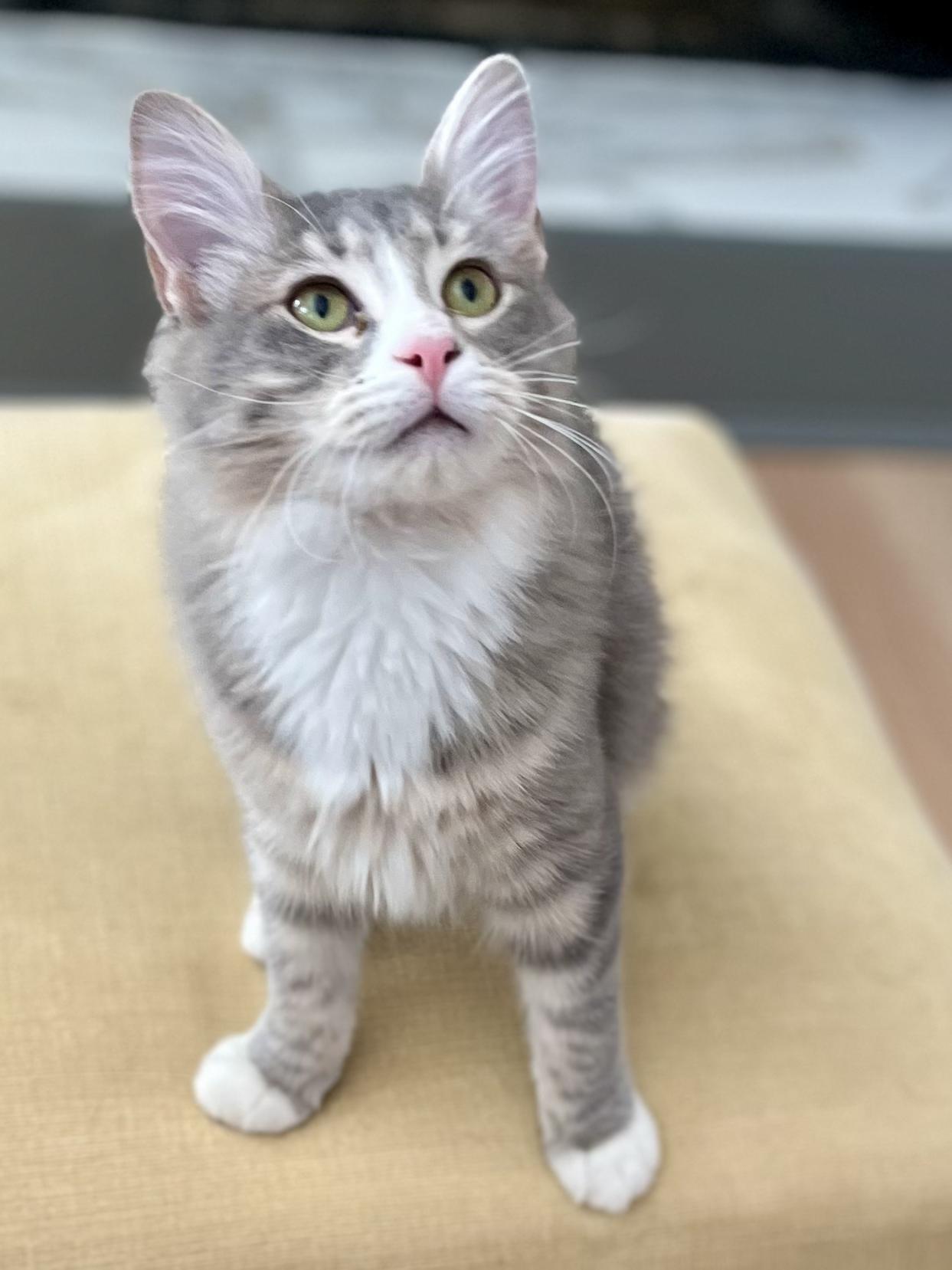 Enlarge Raspberry Lemonade, a Adoptable mixed breed in Lawrenceville, GA image 4/5