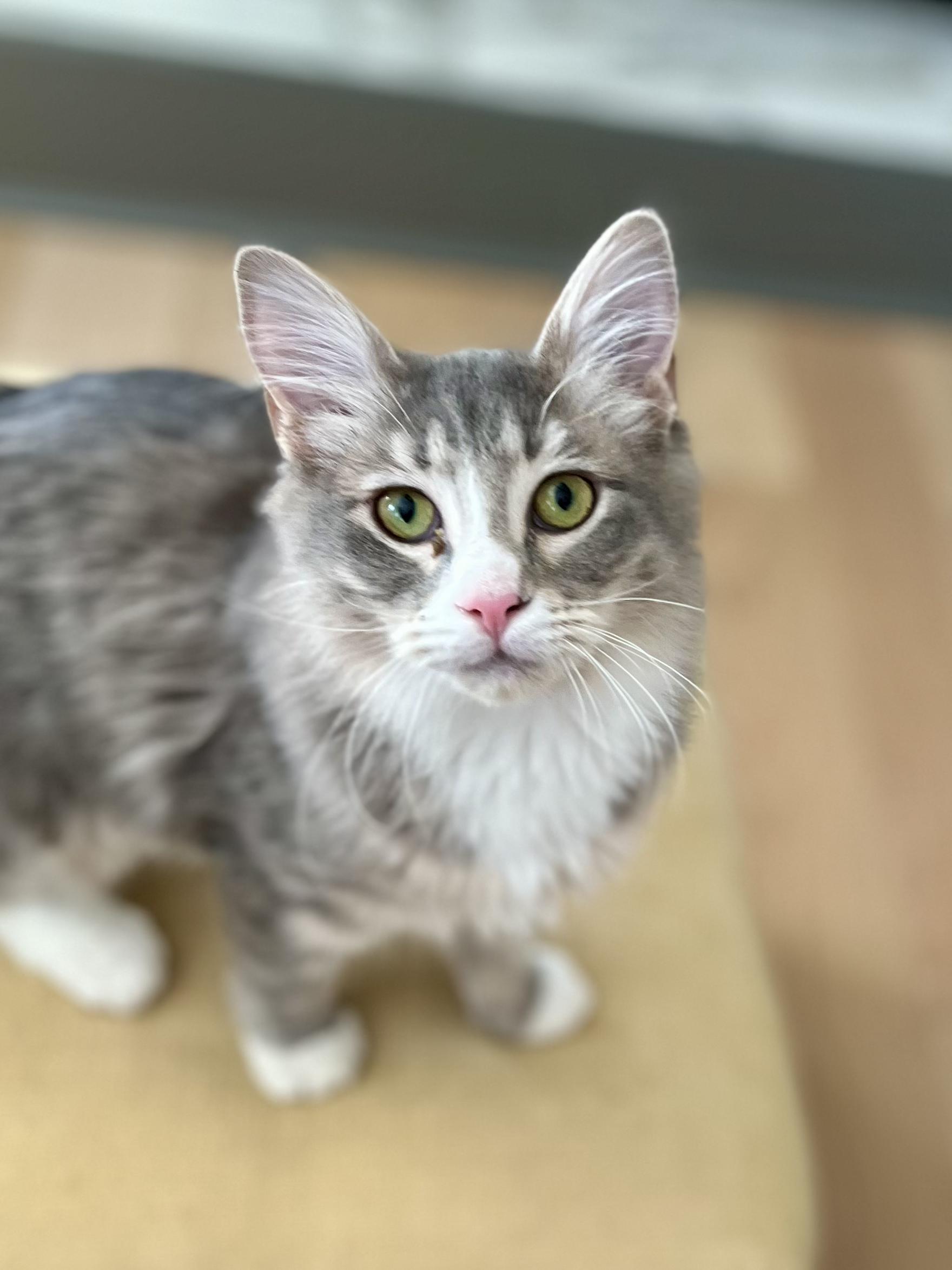 Enlarge Raspberry Lemonade, a Adoptable mixed breed in Lawrenceville, GA image 5/5