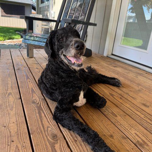 Bernie, Adoptable, Young Male Poodle & Saint Bernard.