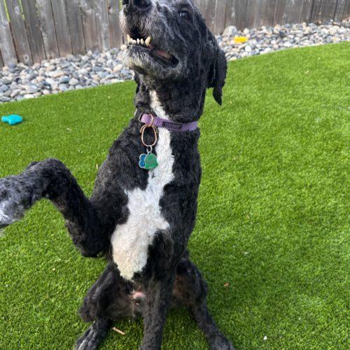 Bernie, a Adoptable mixed breed in Vancouver, WA image 2/3