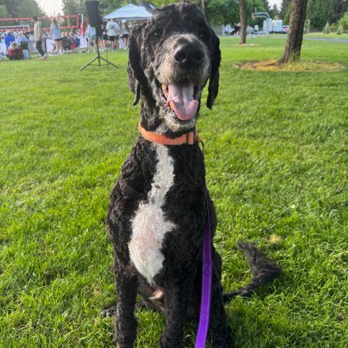 Bernie, a Adoptable mixed breed in Vancouver, WA image 3/3