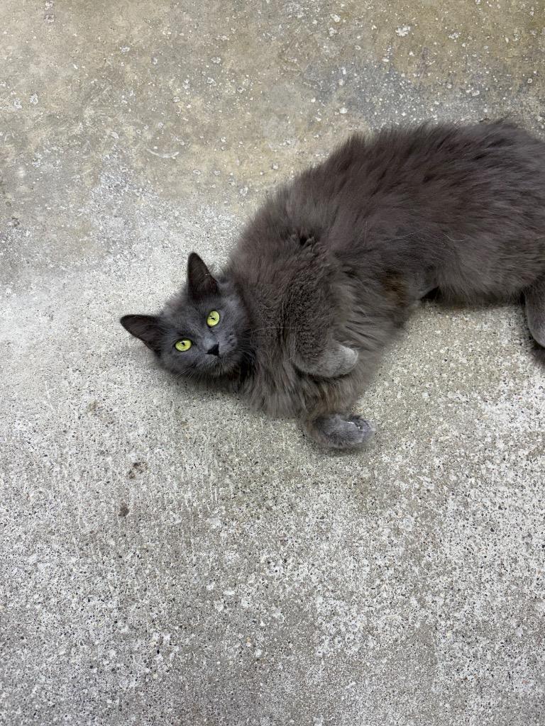 Enlarge Maleficent, a Adoptable mixed breed in Lagrange, IN image 1/6