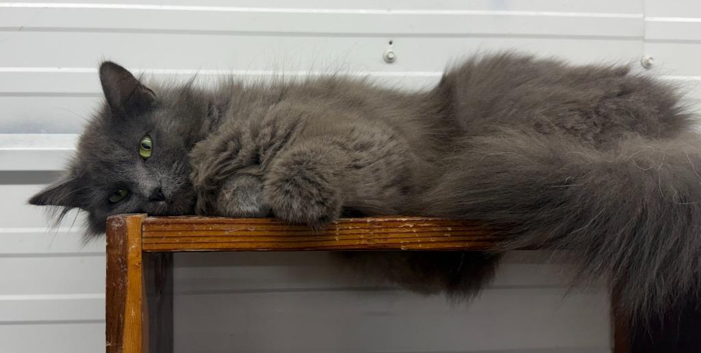 Maleficent, Adoptable, Young Female Domestic Long Hair.