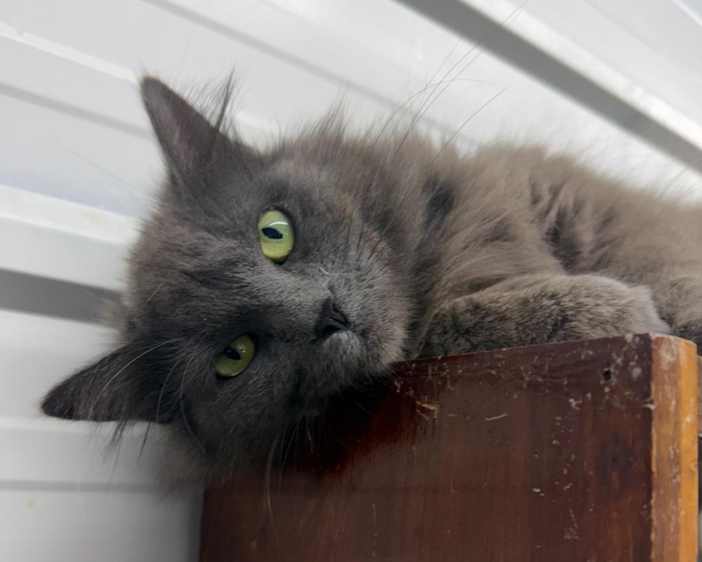 Enlarge Maleficent, a Adoptable mixed breed in Lagrange, IN image 2/5