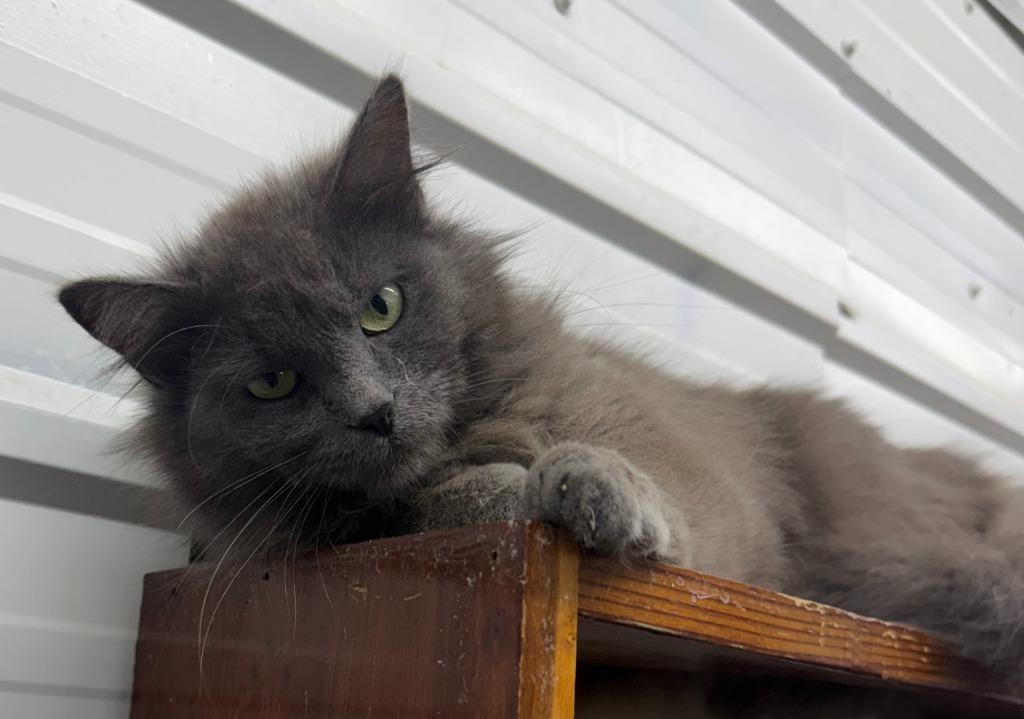 Enlarge Maleficent, a Adoptable mixed breed in Lagrange, IN image 3/5