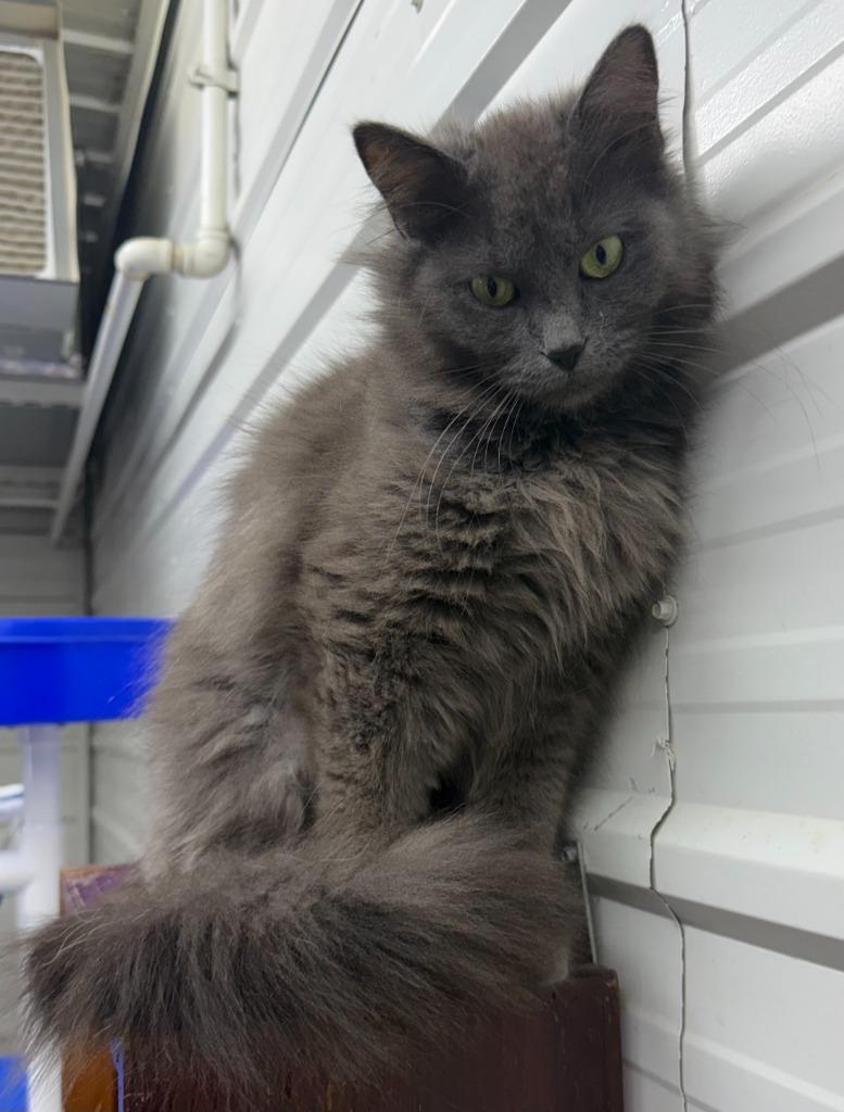 Enlarge Maleficent, a Adoptable mixed breed in Lagrange, IN image 4/5