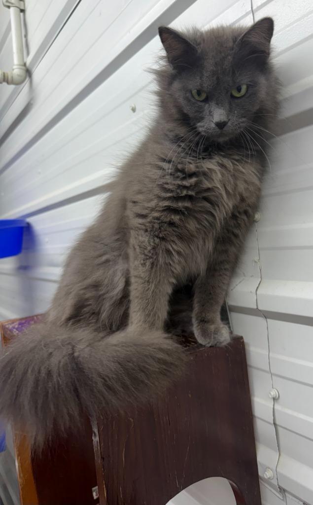 Enlarge Maleficent, a Adoptable mixed breed in Lagrange, IN image 5/5