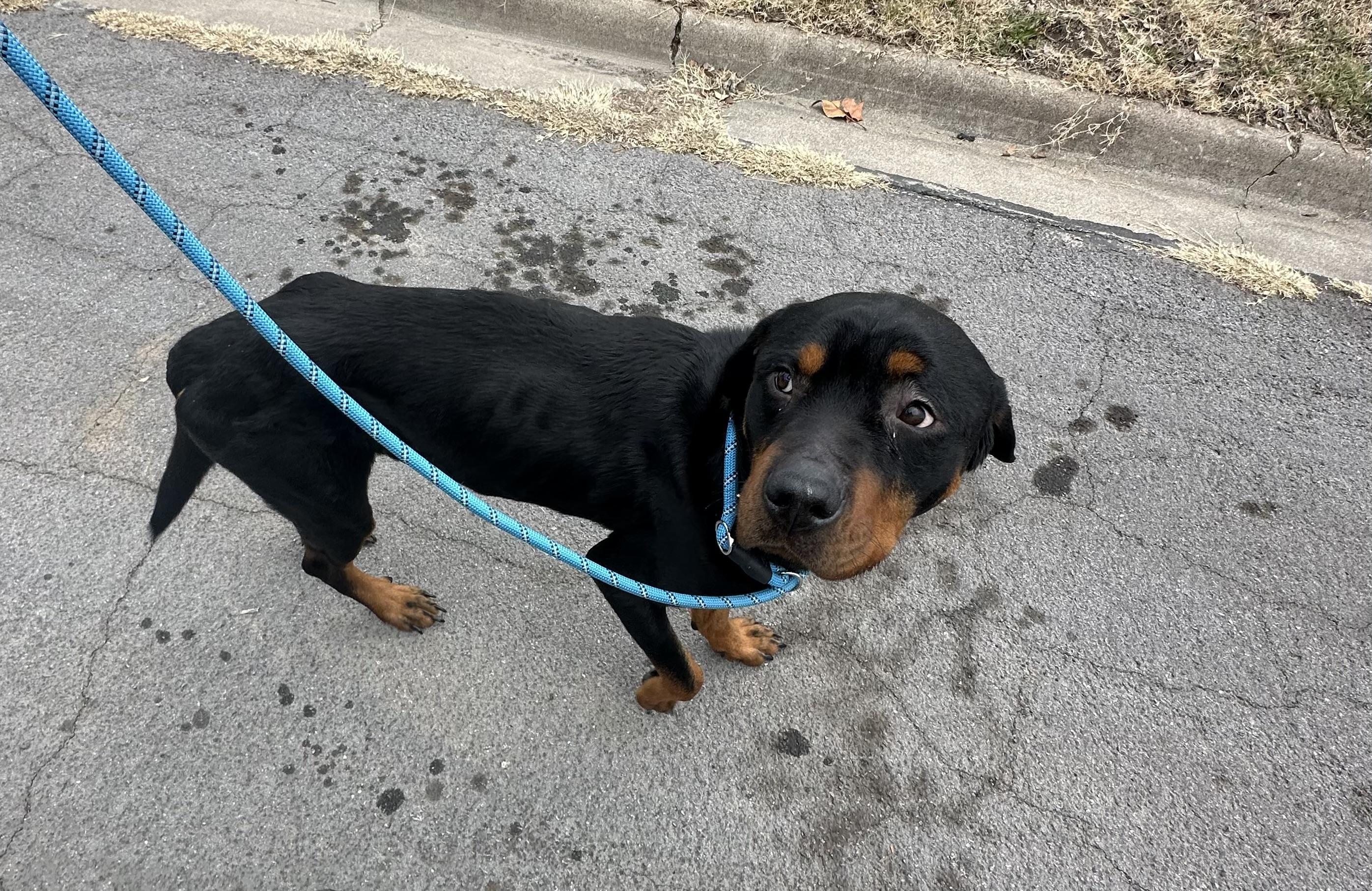 Enlarge ARCHIE, a Adoptable Rottweiler in Killeen, TX image 1/1