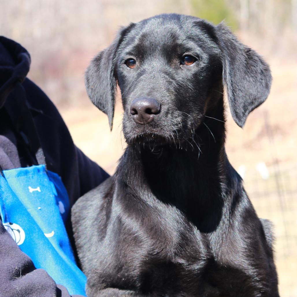 Enlarge CT Expo, a Adoptable mixed breed in Eastford, CT image 1/6