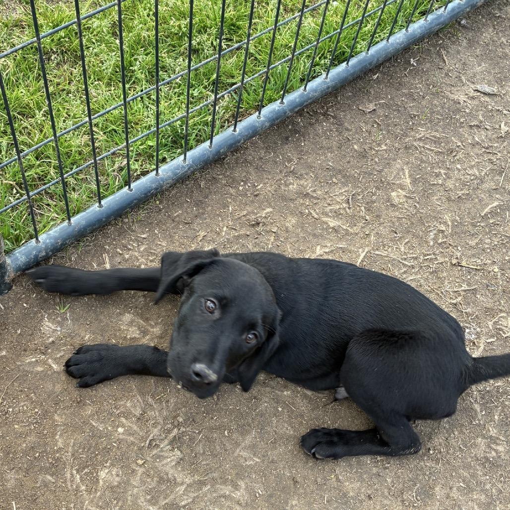 Enlarge CT Expo, a Adoptable mixed breed in Eastford, CT image 4/6