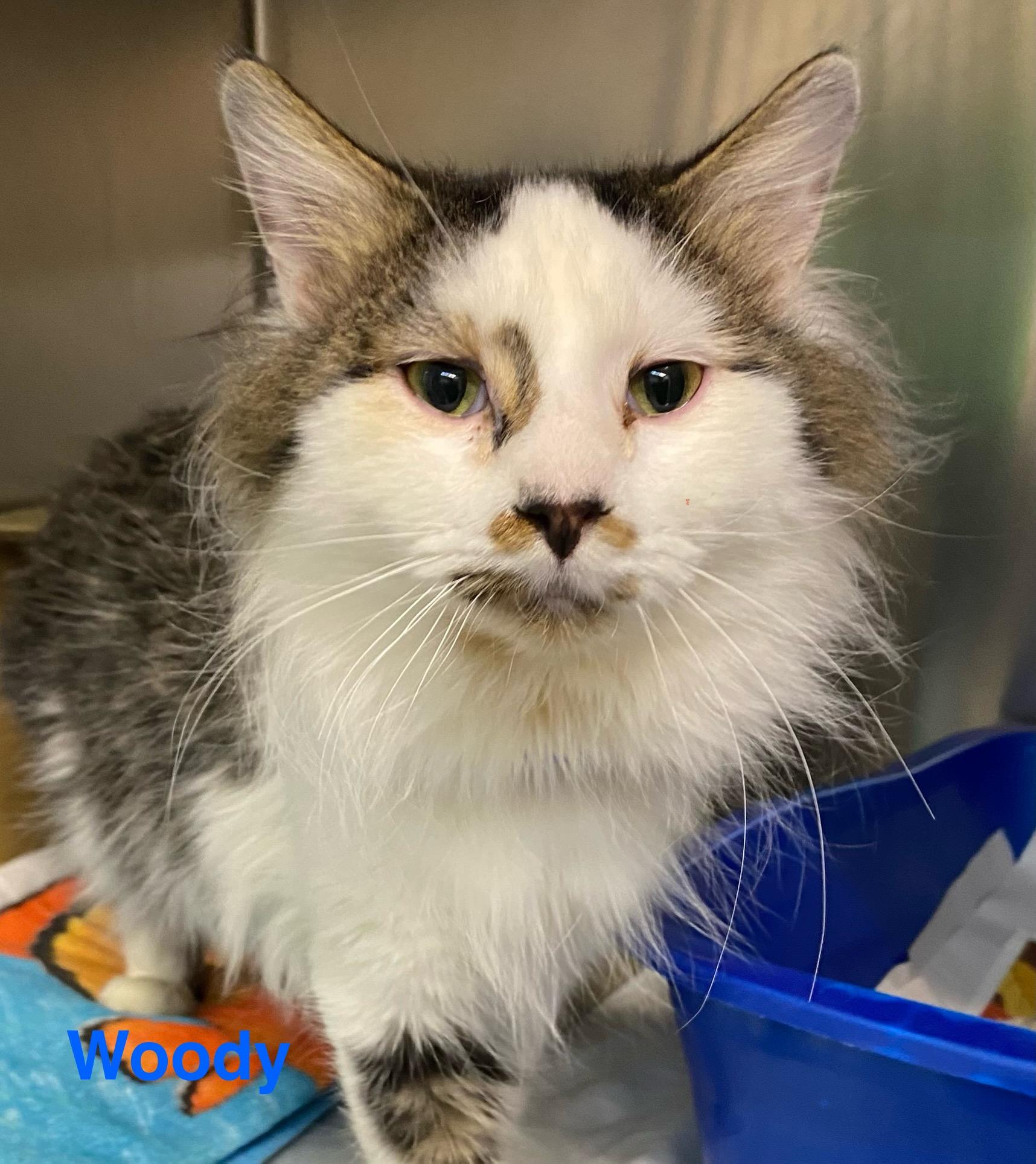 Woody, ADOPTABLE, Adult Male Domestic Long Hair.