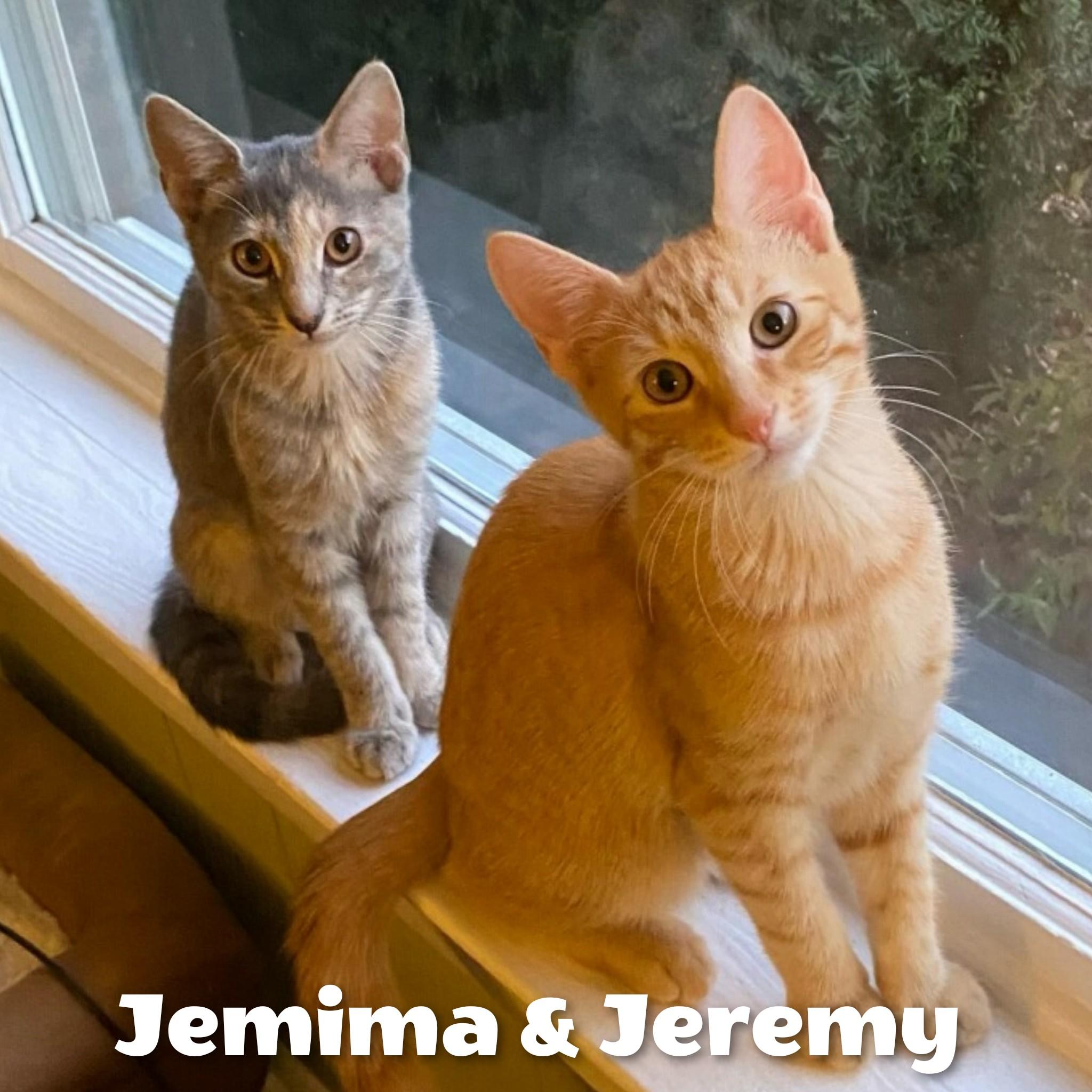 Enlarge Jemima and Jeremy, a Adopted Domestic Short Hair in Bayside, NY image 1/2