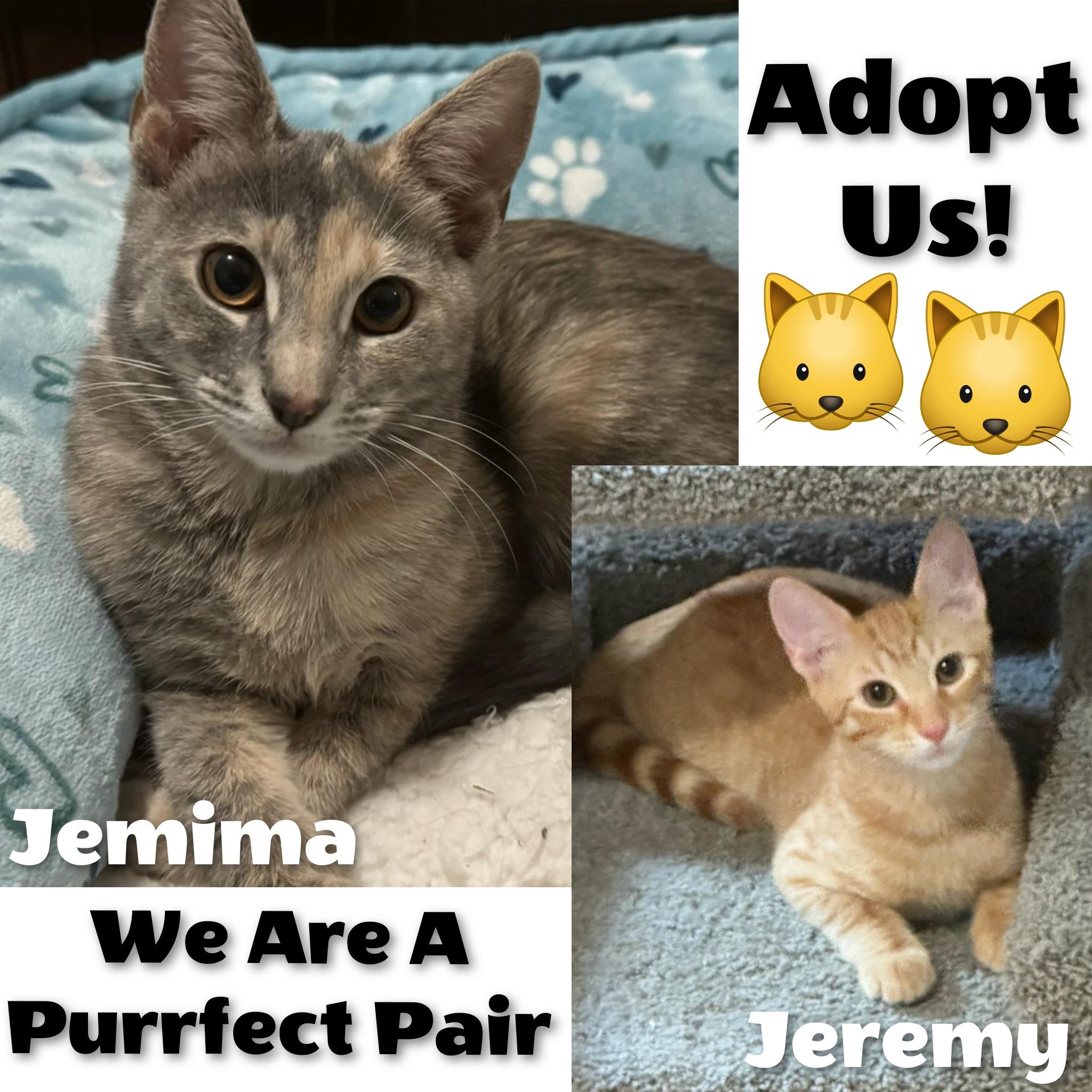 Jemima and Jeremy, Adopted, Kitten Female Domestic Short Hair.