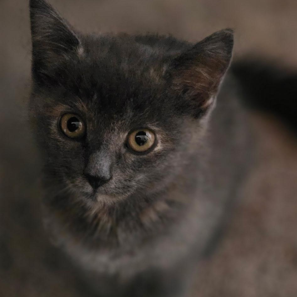 Enlarge Akela and Baloo (bonded siblings), an adopted American Shorthair in North Kingstown, RI image 2/5