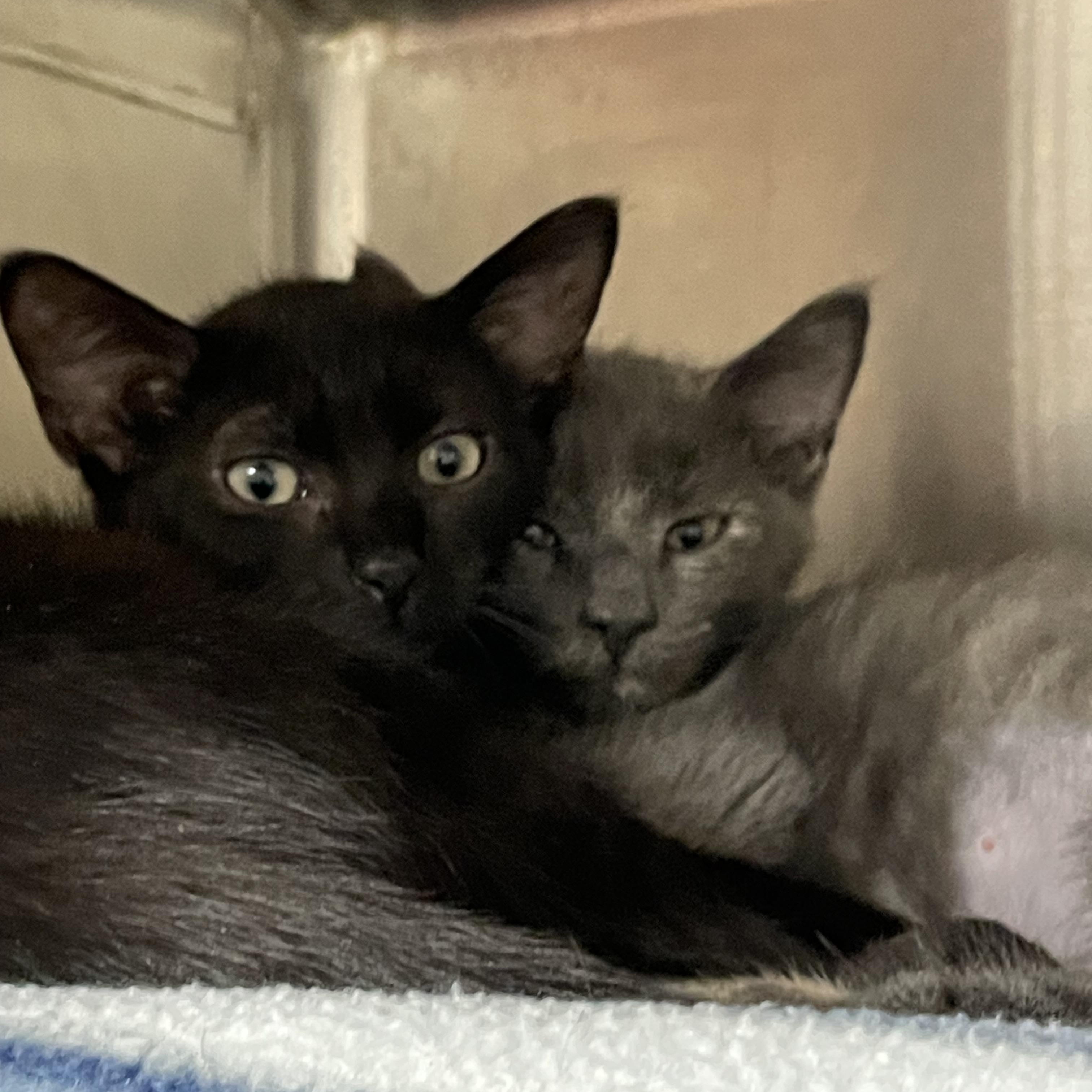 Enlarge Akela and Baloo (bonded siblings), an adopted American Shorthair in North Kingstown, RI image 1/5