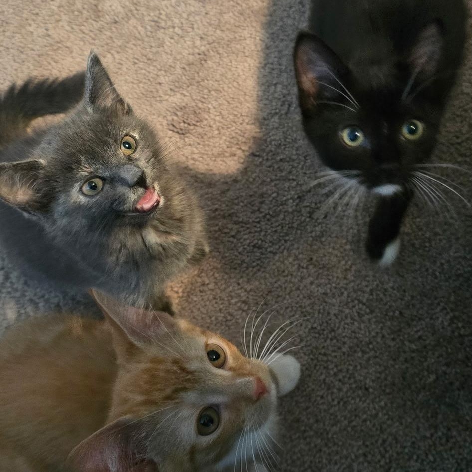 Enlarge Akela and Baloo (bonded siblings), an adopted American Shorthair in North Kingstown, RI image 5/5