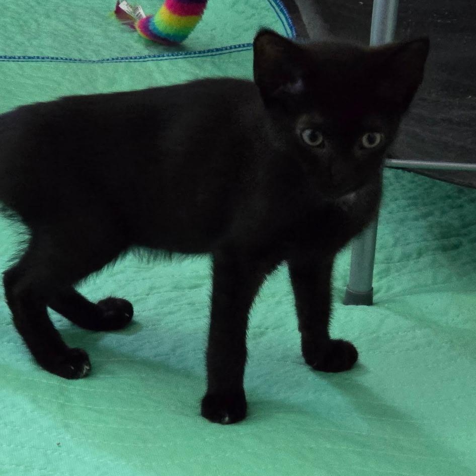Enlarge Akela and Baloo (bonded siblings), an adopted American Shorthair in North Kingstown, RI image 3/5
