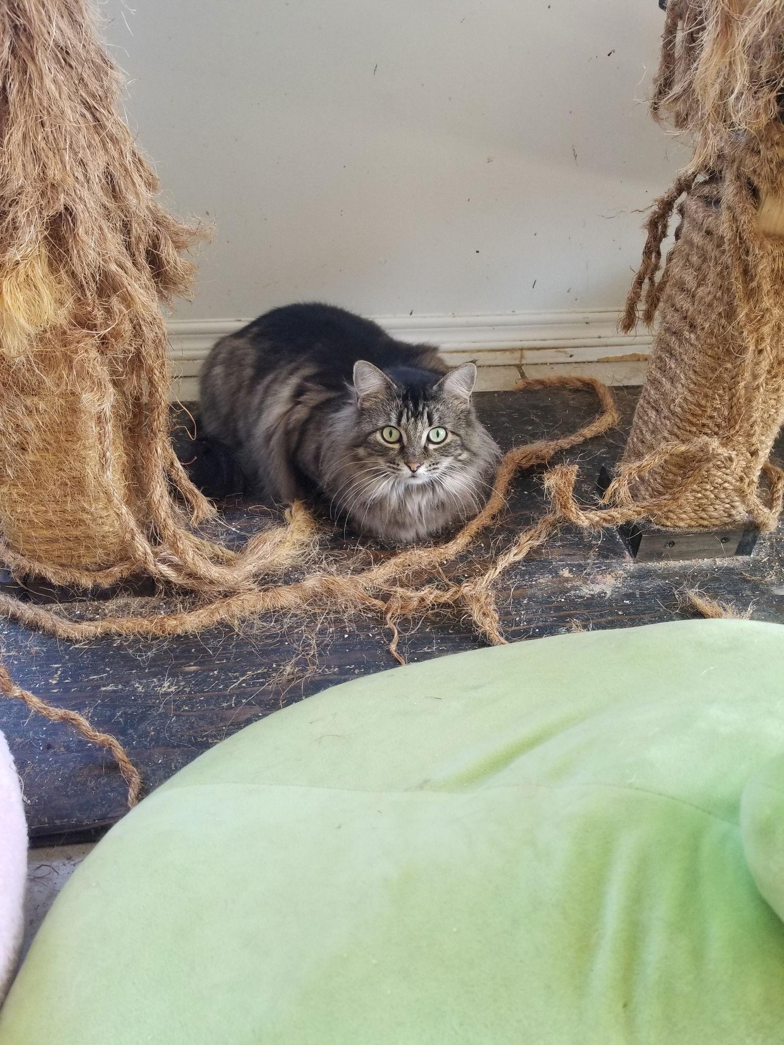 Enlarge Mia, a Adoptable Maine Coon in Buena Park, CA image 1/1