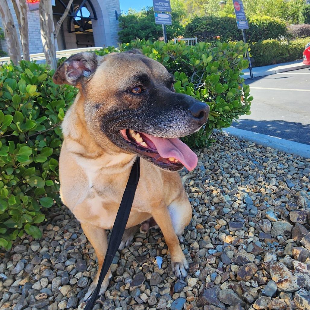 George OS NV, Adoptable, Senior Male German Shepherd Dog & Mixed Breed.