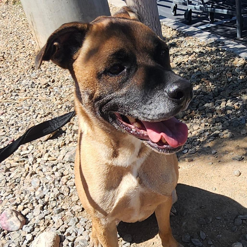 Enlarge George OS NV, a Adoptable mixed breed in Las Vegas, NV image 2/4