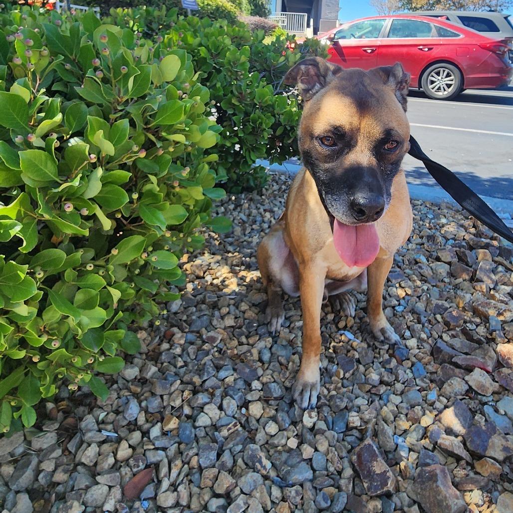 Enlarge George OS NV, a Adoptable mixed breed in Las Vegas, NV image 3/4