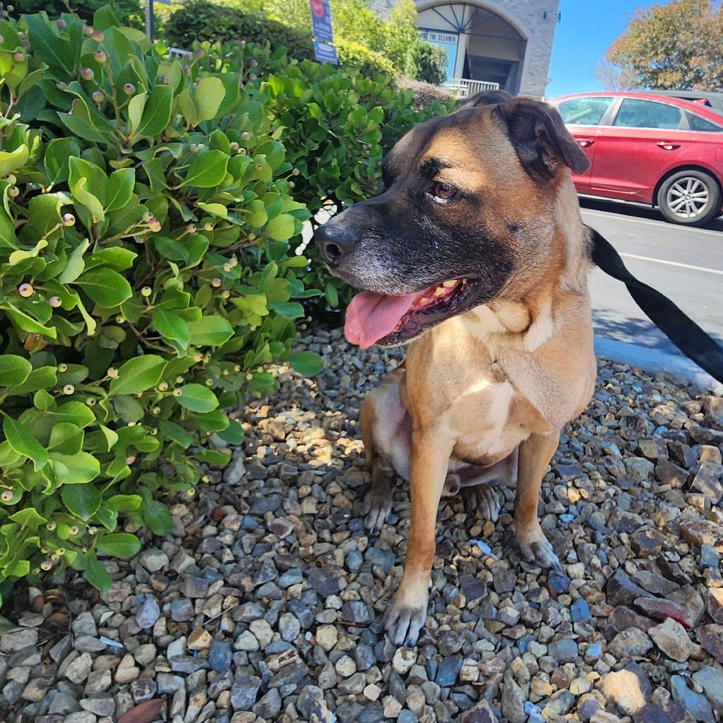 Enlarge George OS NV, a Adoptable mixed breed in Las Vegas, NV image 4/4