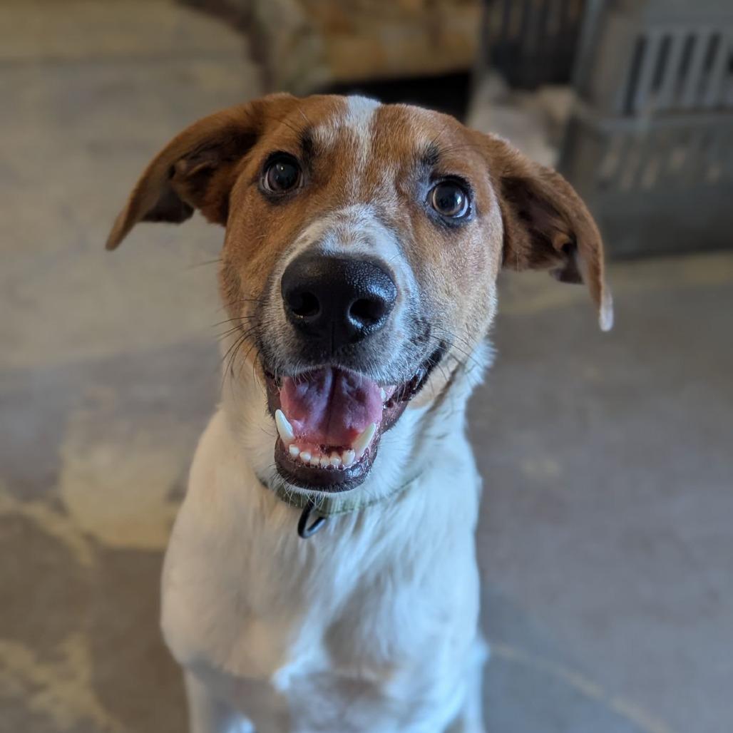 Enlarge Mango Tango, a ADOPTABLE mixed breed in Ocala, FL image 4/4