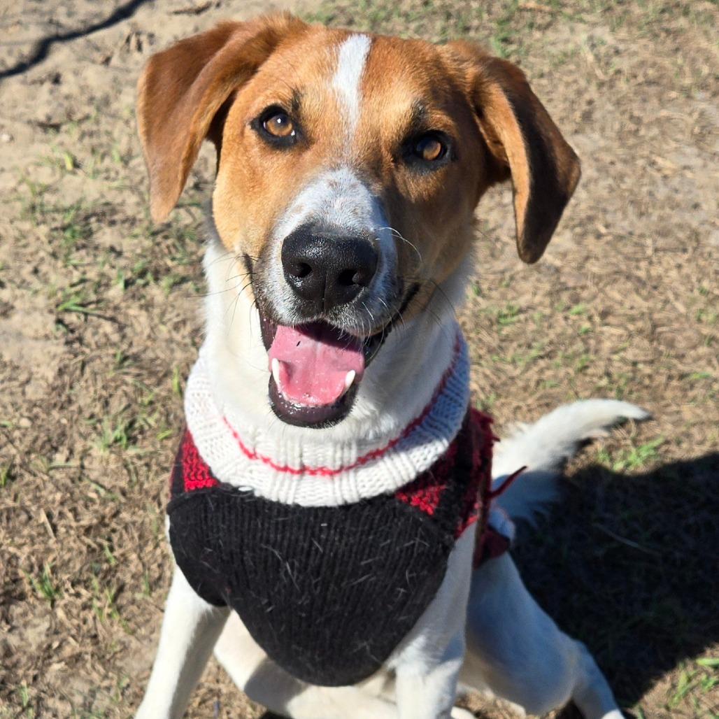 Enlarge Mango Tango, a ADOPTABLE mixed breed in Ocala, FL image 1/4