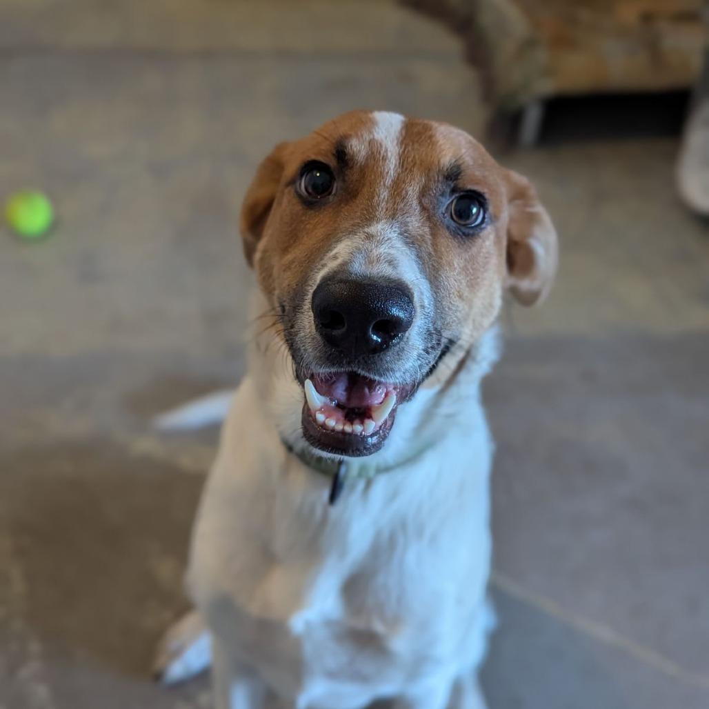 Enlarge Mango Tango, a ADOPTABLE mixed breed in Ocala, FL image 3/4