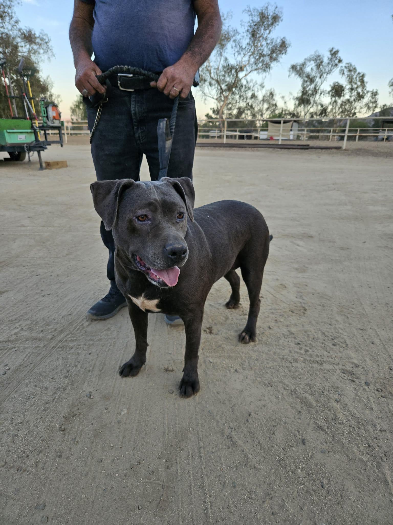 Jordan, Adoptable, Adult Female Bull Terrier.