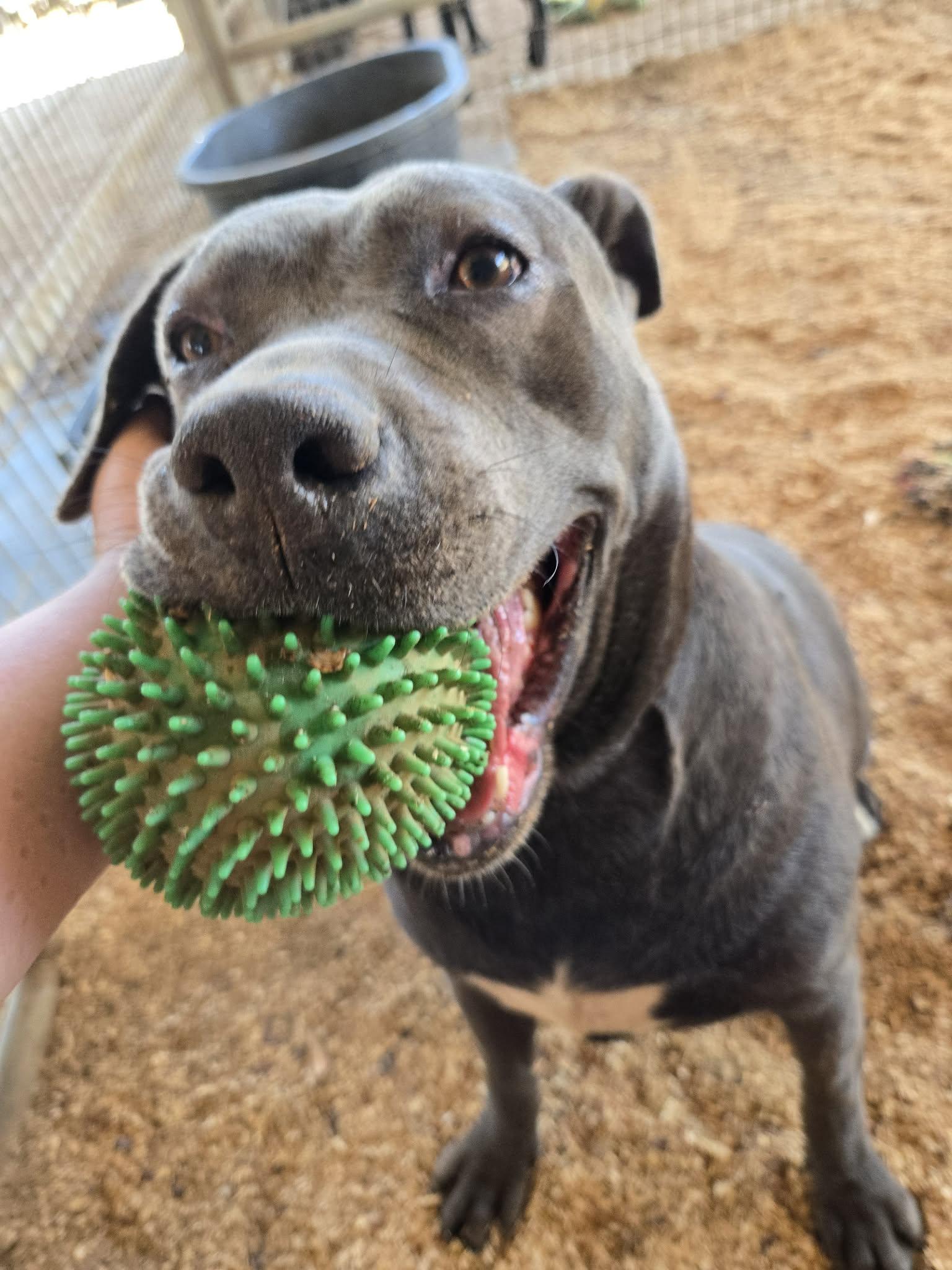 Enlarge Jordan, a Adoptable Bull Terrier in Escondido, CA image 3/3