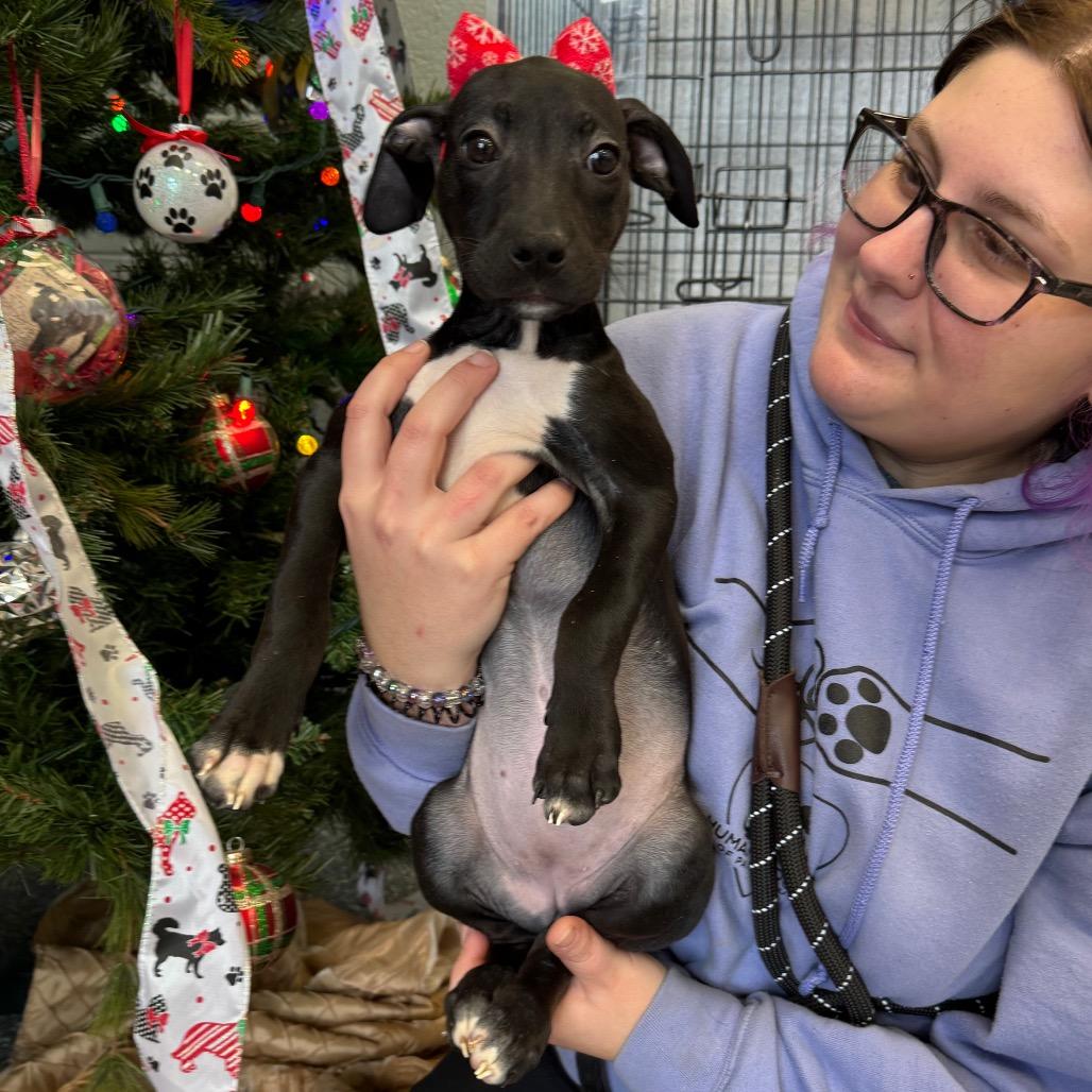 Pudding, Adoptable, Puppy Female Pit Bull Terrier.