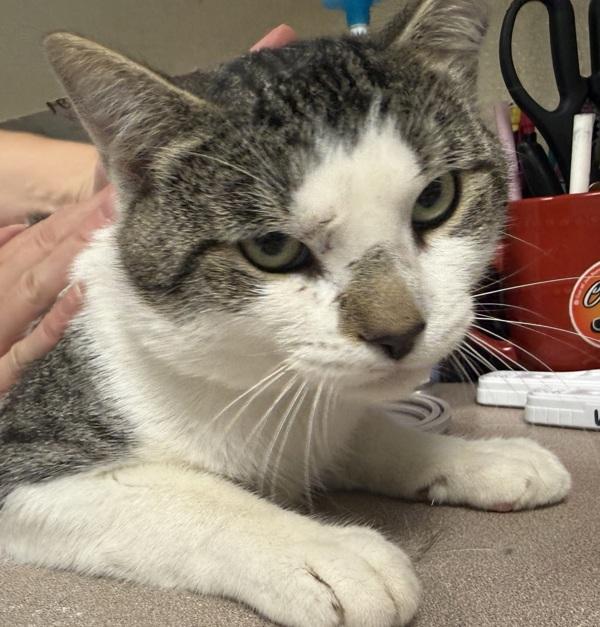 Enlarge Pontiac, a Adoptable mixed breed in Salisbury, MD image 1/1