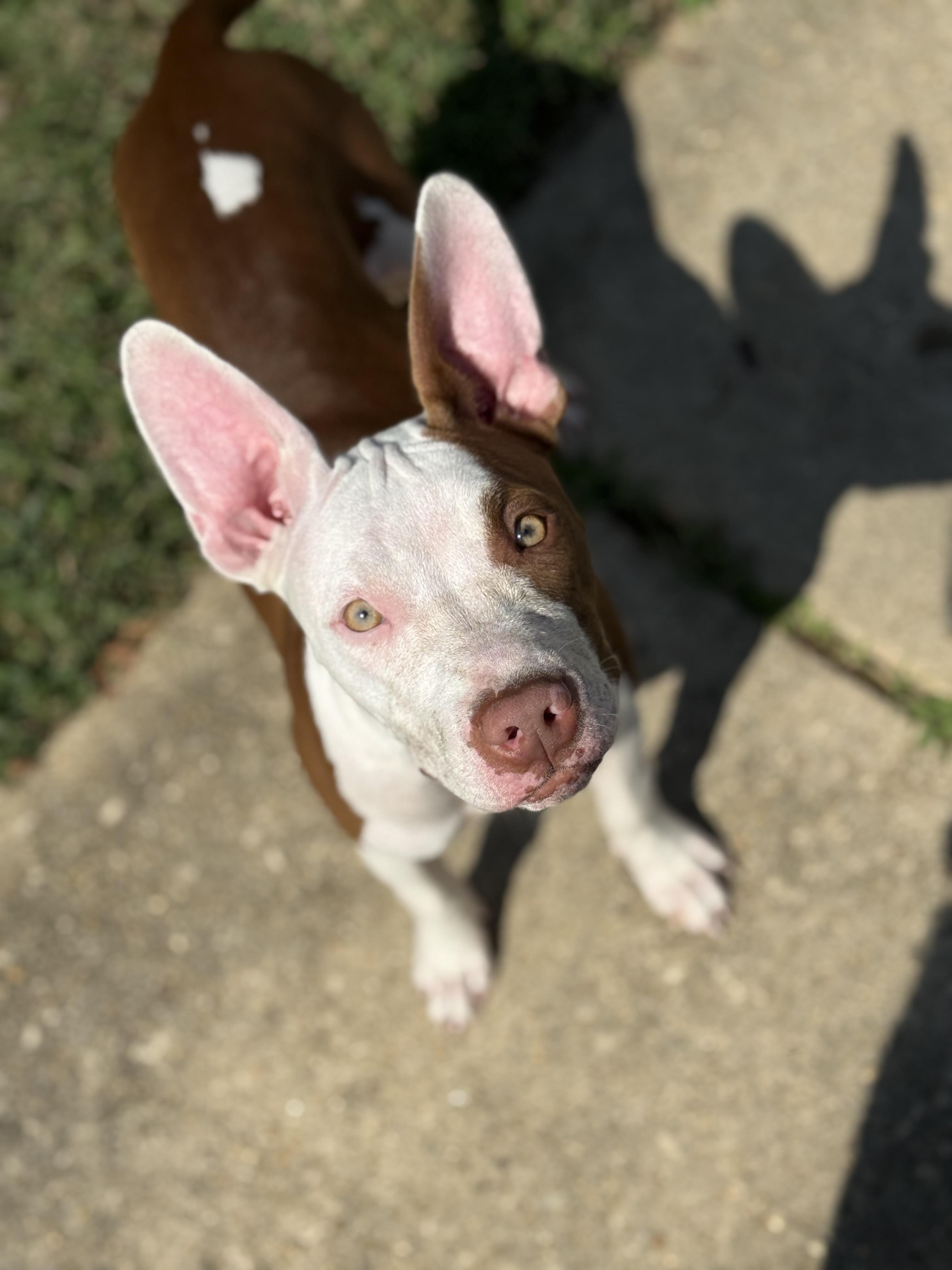 Penny, Adopted, Young Female Pit Bull Terrier.