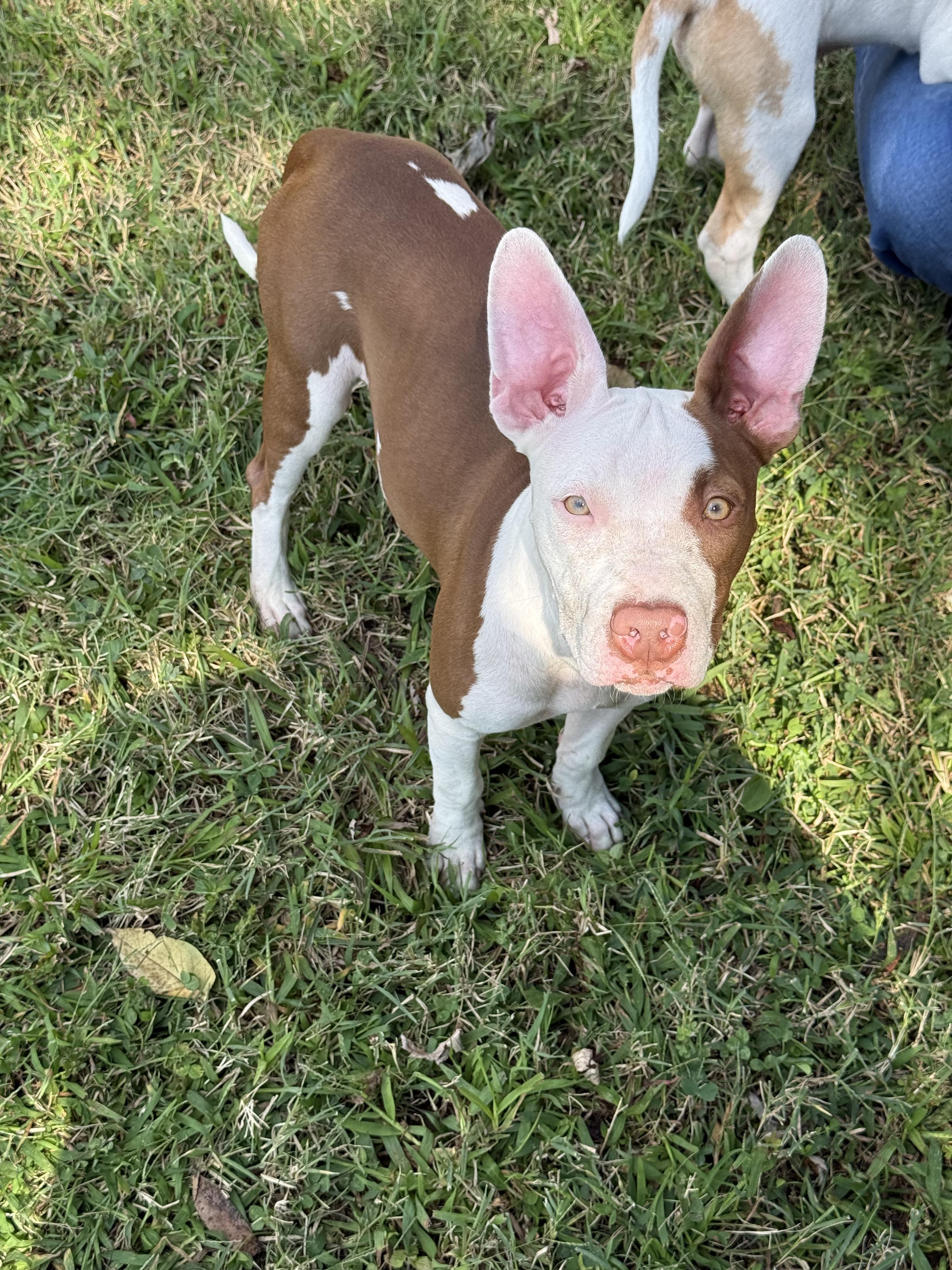 Enlarge Penny, a Adopted Pit Bull Terrier in Halethorpe, MD image 2/3