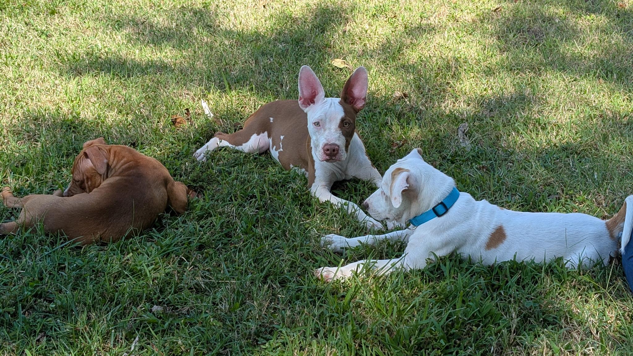 Enlarge Penny, a Adopted Pit Bull Terrier in Halethorpe, MD image 3/3