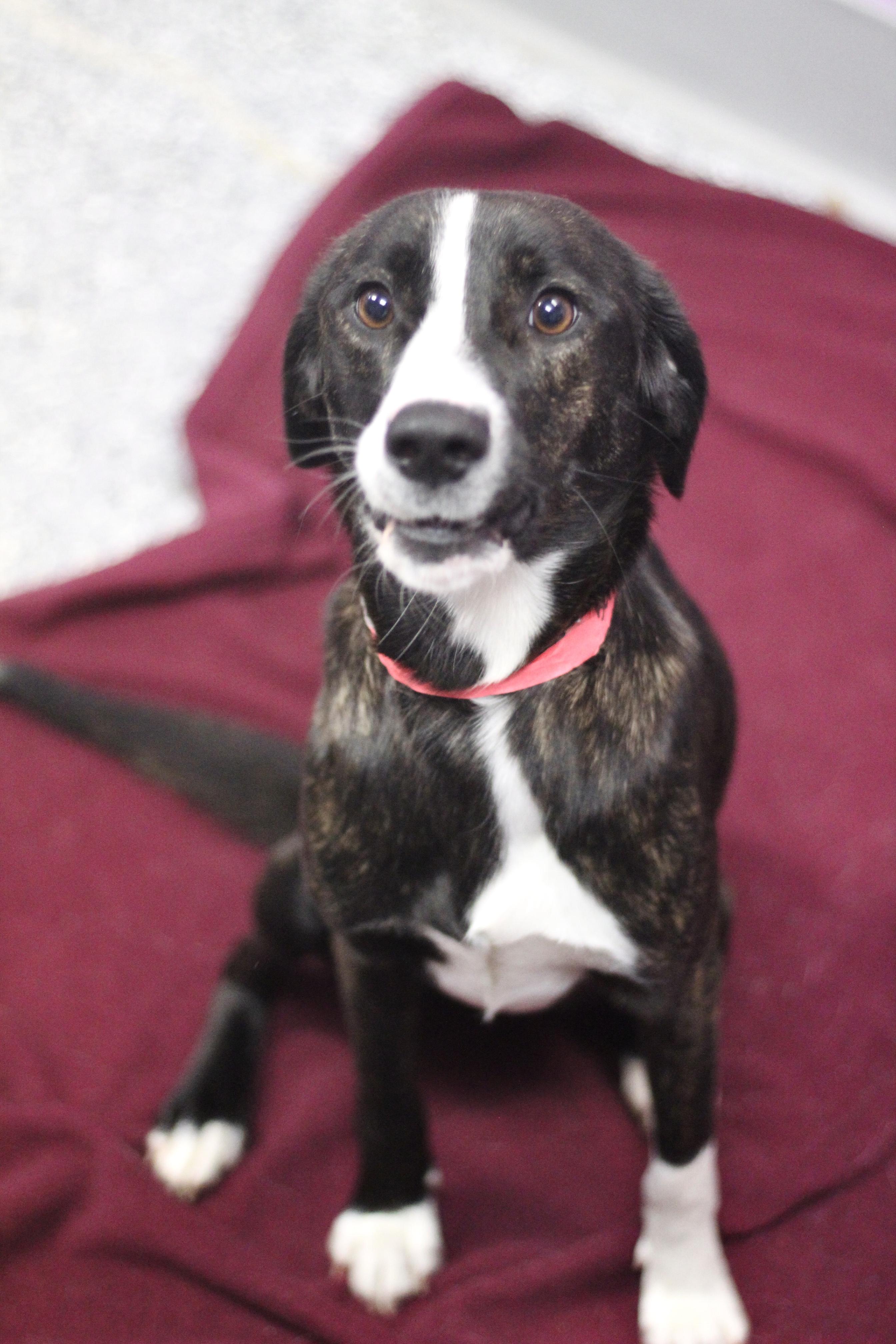 Enlarge Kiwi in NH! Come Meet our Adoptable Dogs Wednesday-Saturday. More info in Bio! , an adopted mixed breed in Manchester, NH image 1/2