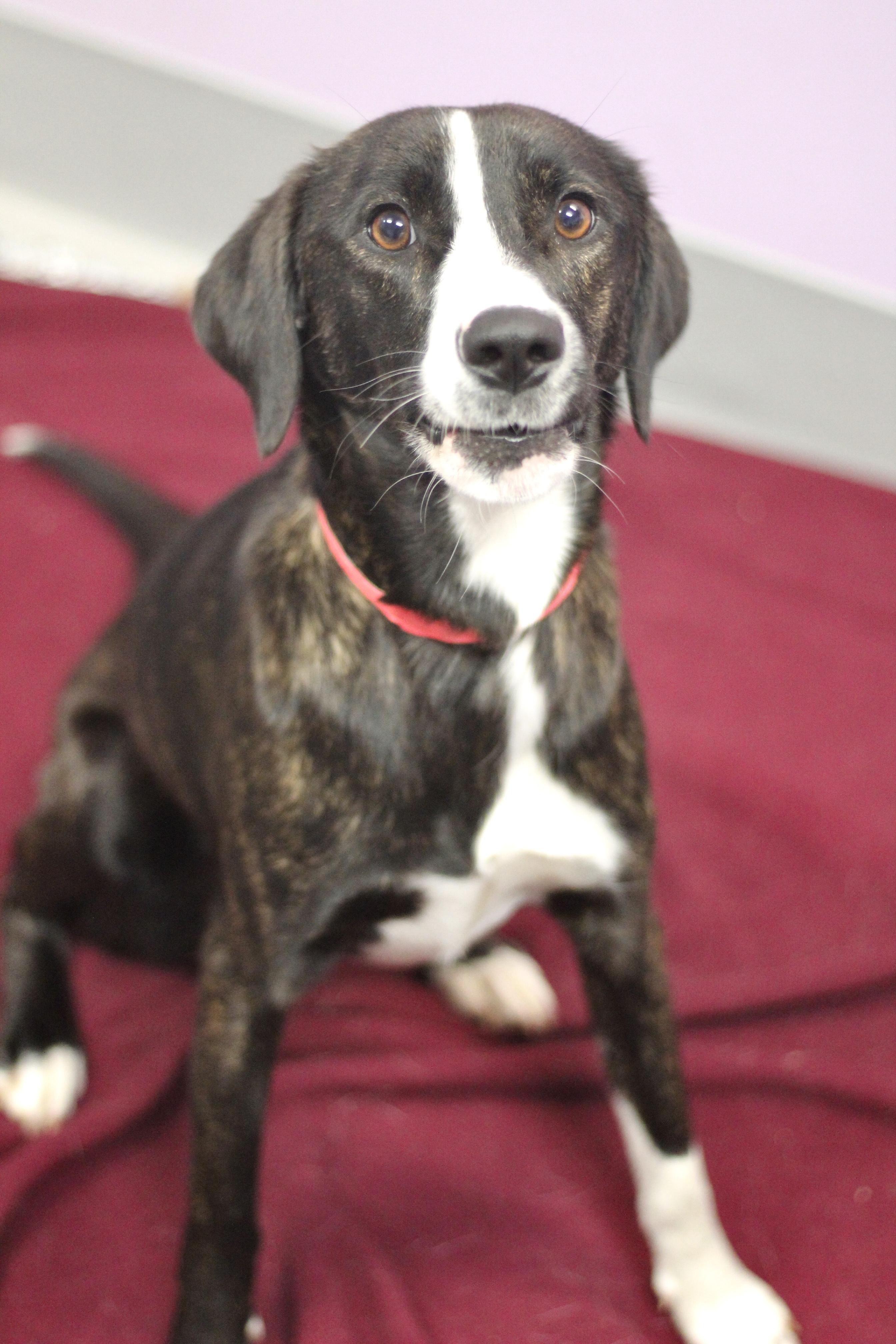 Enlarge Kiwi in NH! Come Meet our Adoptable Dogs Wednesday-Saturday. More info in Bio! , an adopted mixed breed in Manchester, NH image 2/2