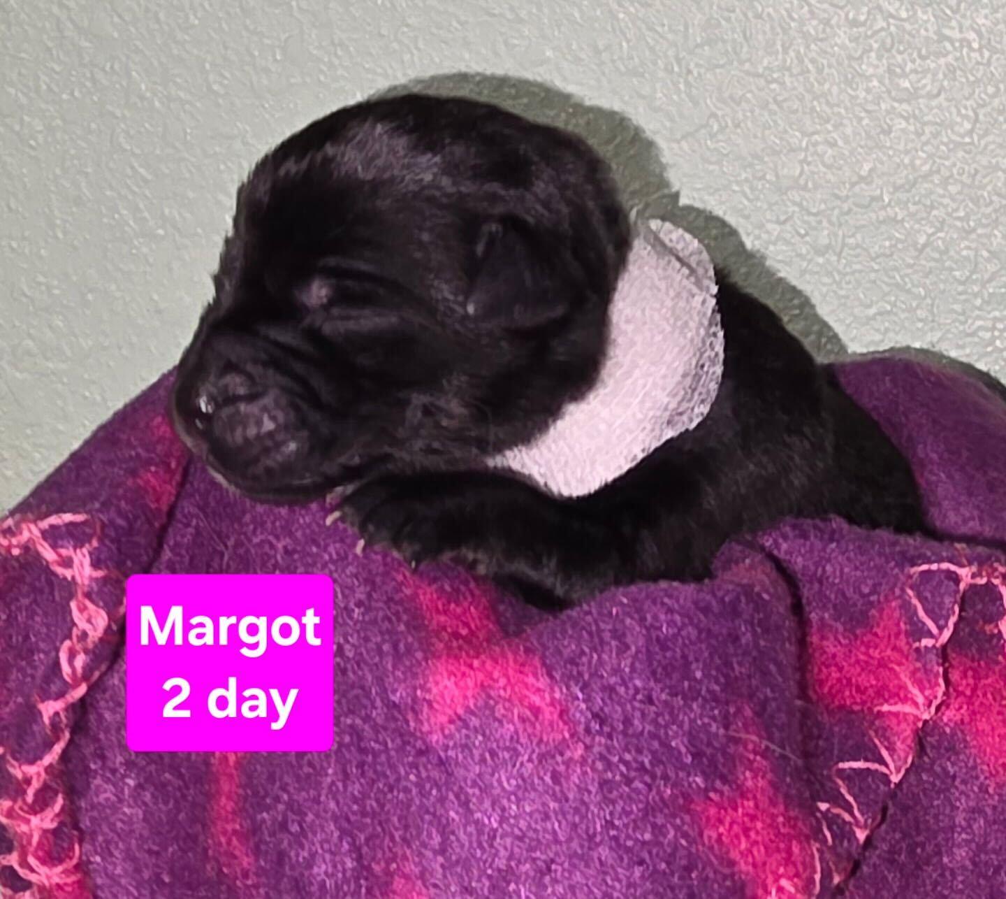 Enlarge Margot, a Adoptable mixed breed in Cottonwood Heights, UT image 1/6
