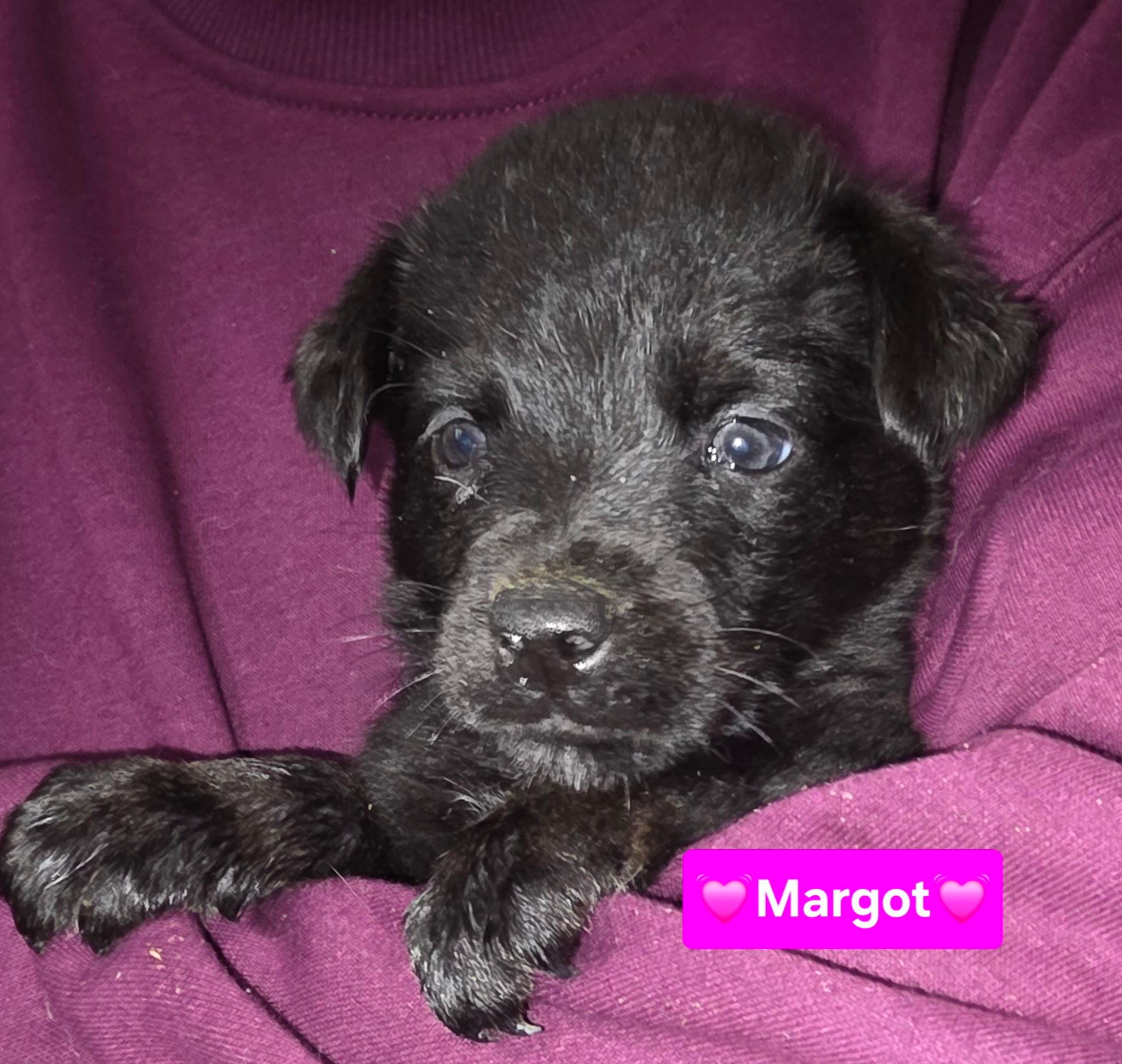 Enlarge Margot, a Adoptable mixed breed in Cottonwood Heights, UT image 3/6