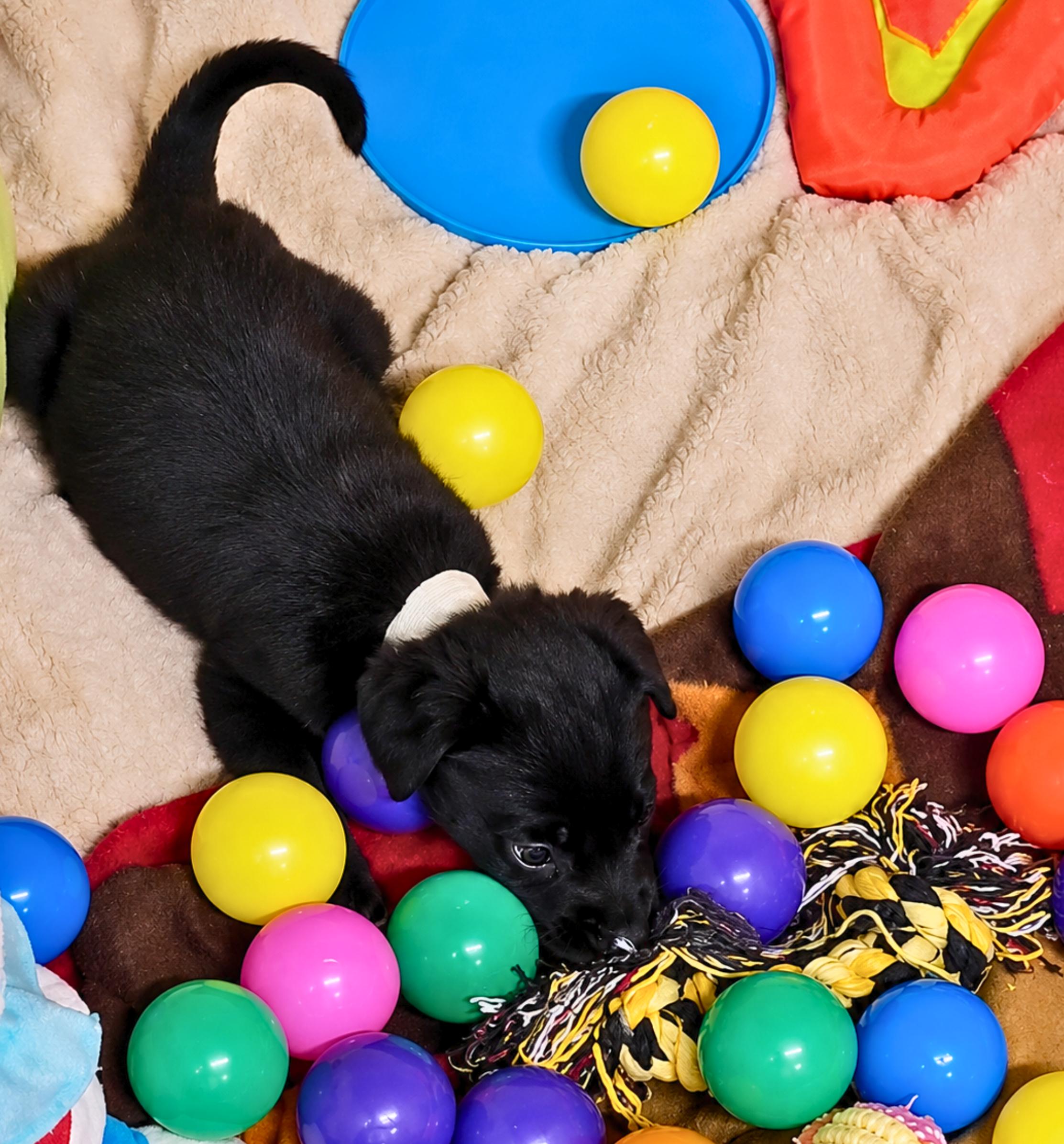 Enlarge Margot, a Adoptable mixed breed in Cottonwood Heights, UT image 5/6