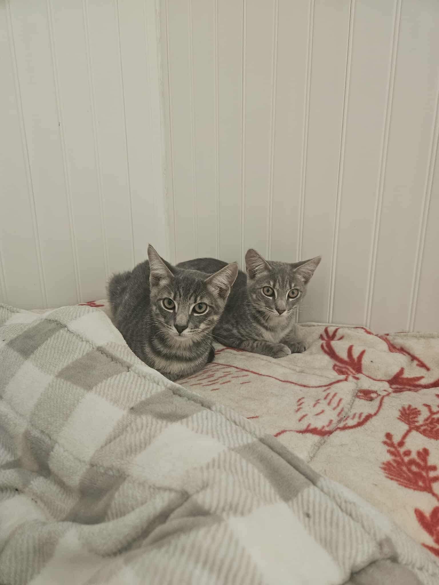 Abby & Anthony